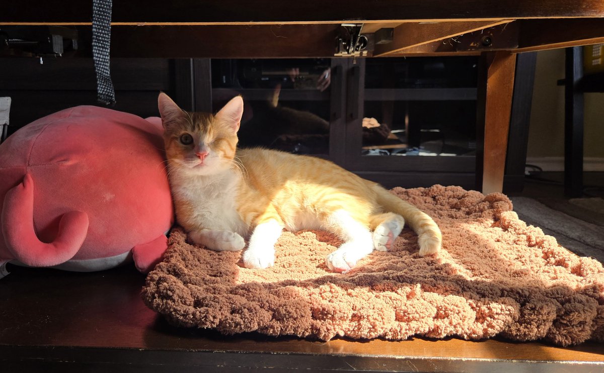 krista🦥 tweet media