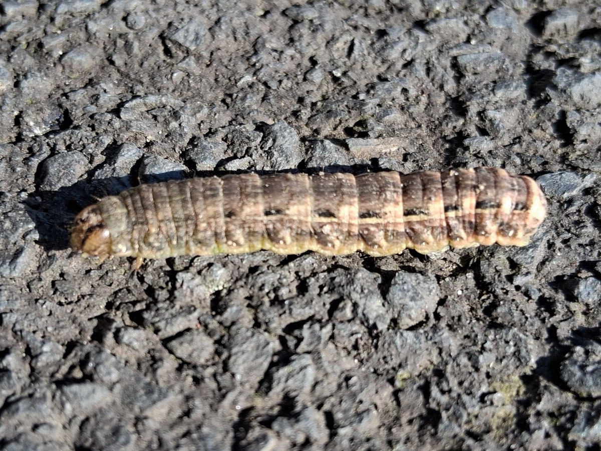 24th February, Taw River, North Bank, Ashford, a #smalltortoiseshell #butterfly on the wing. Earlier, in Braunton village, this #catterpillar was on the move, a Yellow Underwing Moth larvae, I think. #bbcspringwatch <a href="/BBCSpringwatch/">BBC Springwatch</a> #signsofspring
