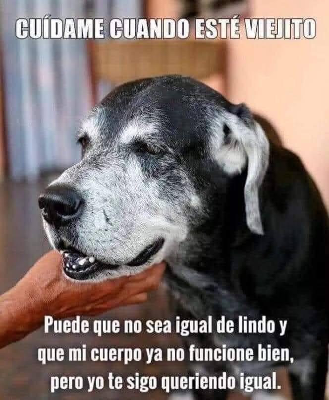 Alfredo Marquez T. (@perrosenlacalle) on Twitter photo 