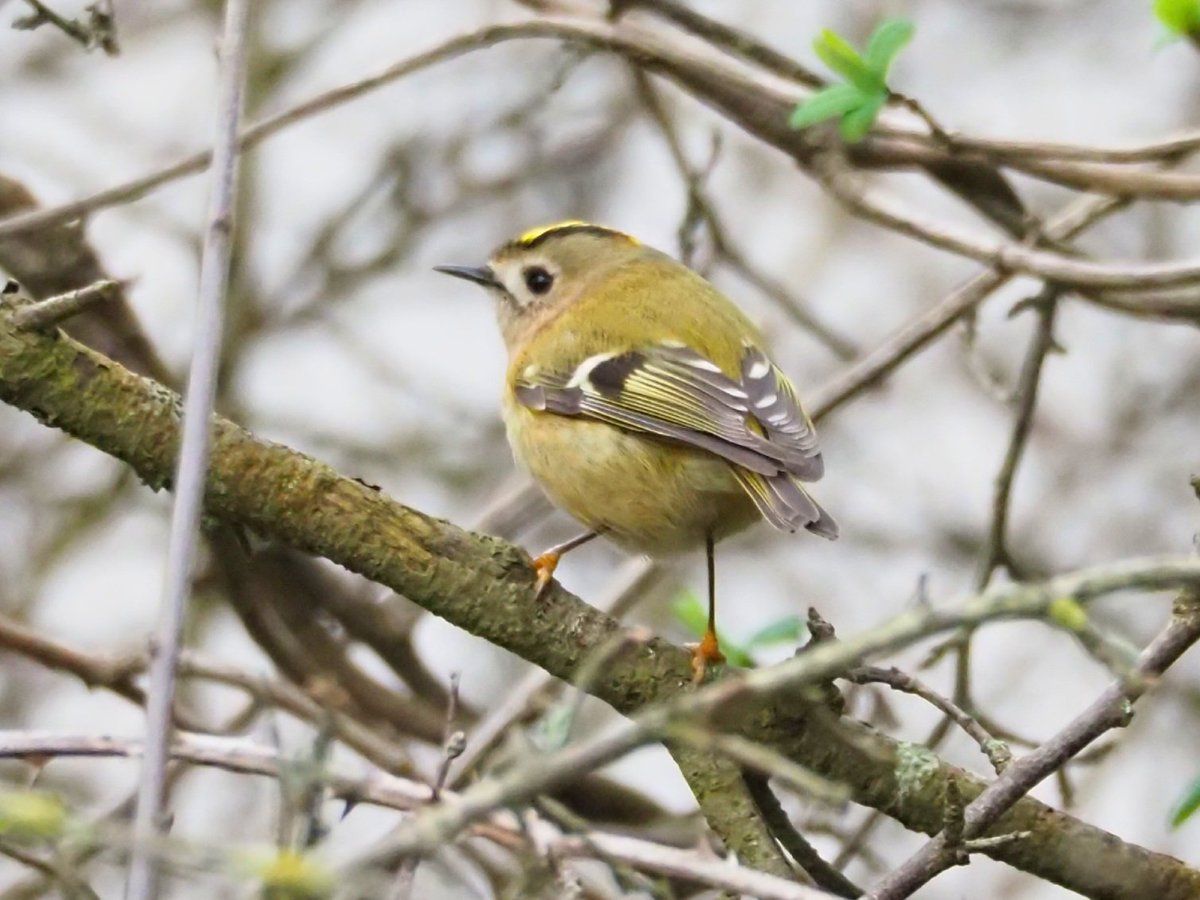 #goldcrest Great Britain's smallest bird, looking splendid in preparation for another breeding season. <a href="/TarkaTrail/">Tarka Trail</a> <a href="/Natures_Voice/">RSPB</a> #birds #nature #wildlife