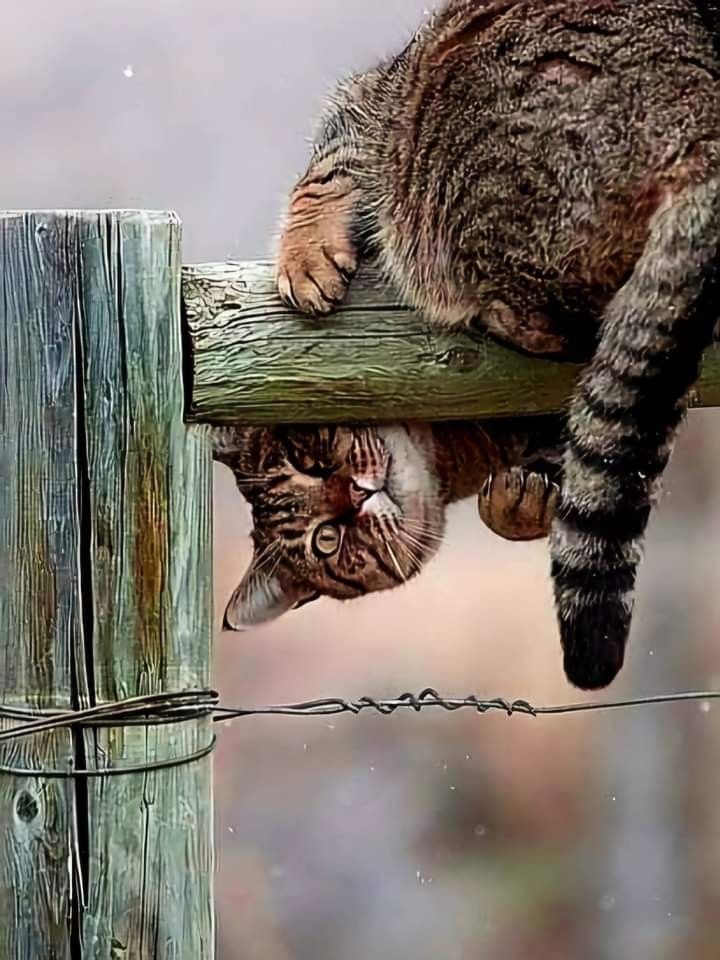 Orhan🇹🇷🇹🇷 tweet media