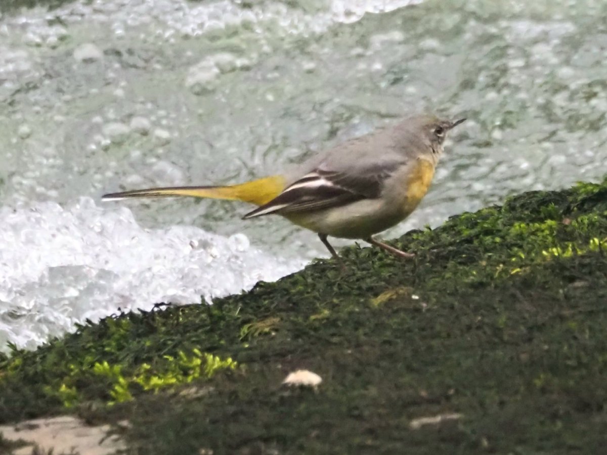 #greywagtail West Lyn River <a href="/Lynton_Lynmouth/">Lynton & Lynmouth</a> #birds #nature #wildlife