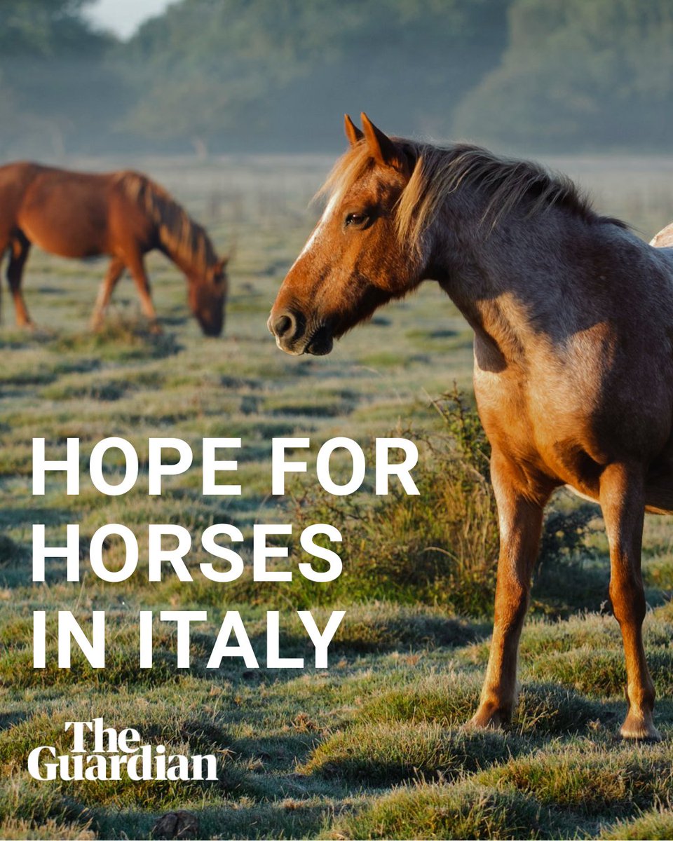 Animals Angels tweet media