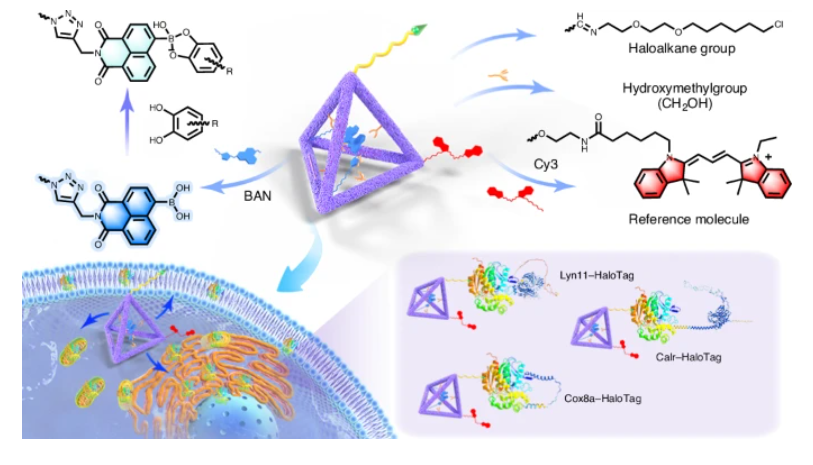 Nature Chemical Biology tweet media