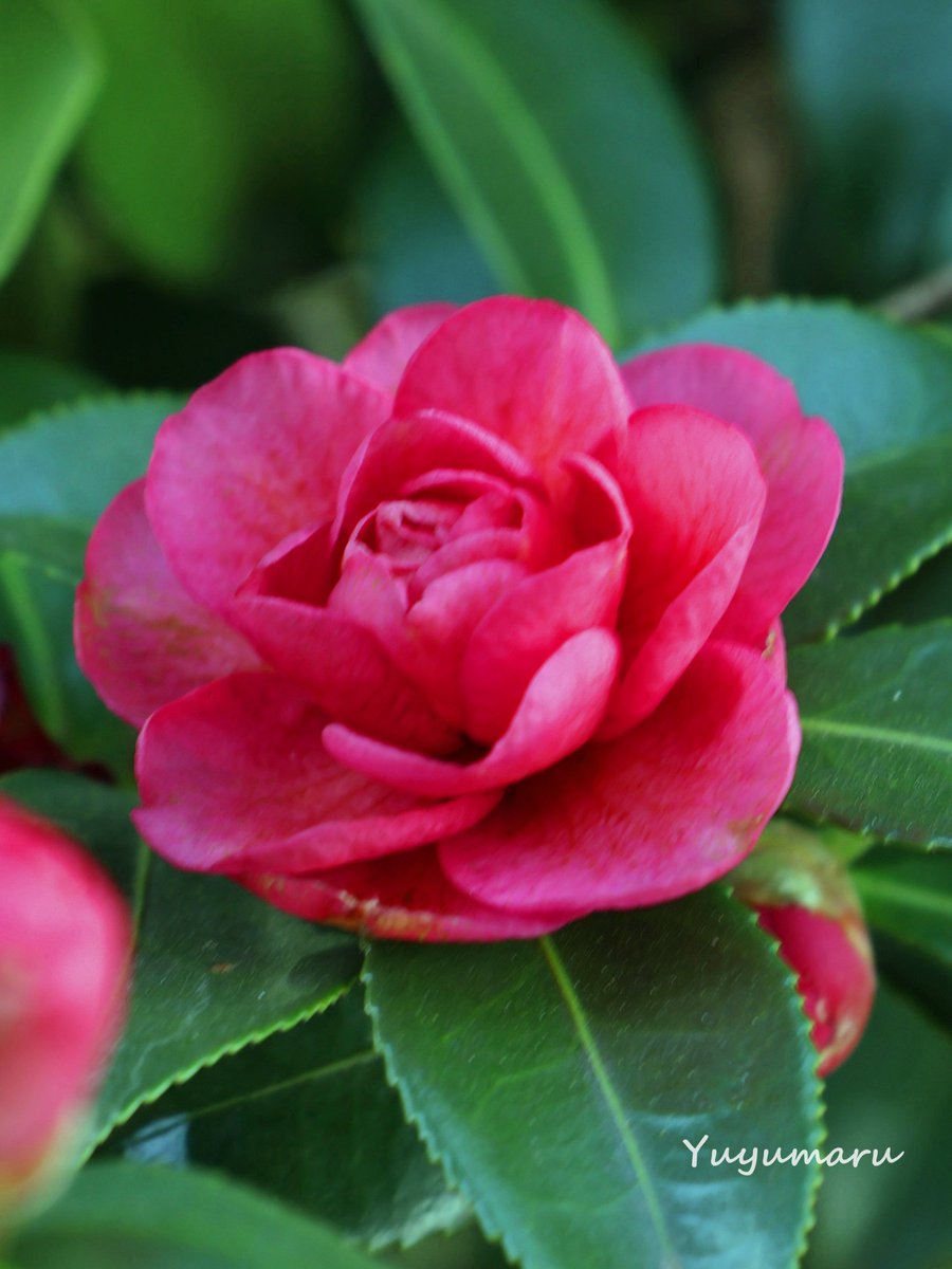 🍇 ゆゆまる ♋️ (@yuyumaru_718) / Posts / X