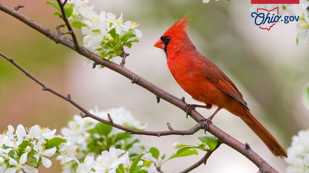 Ohio.gov tweet media