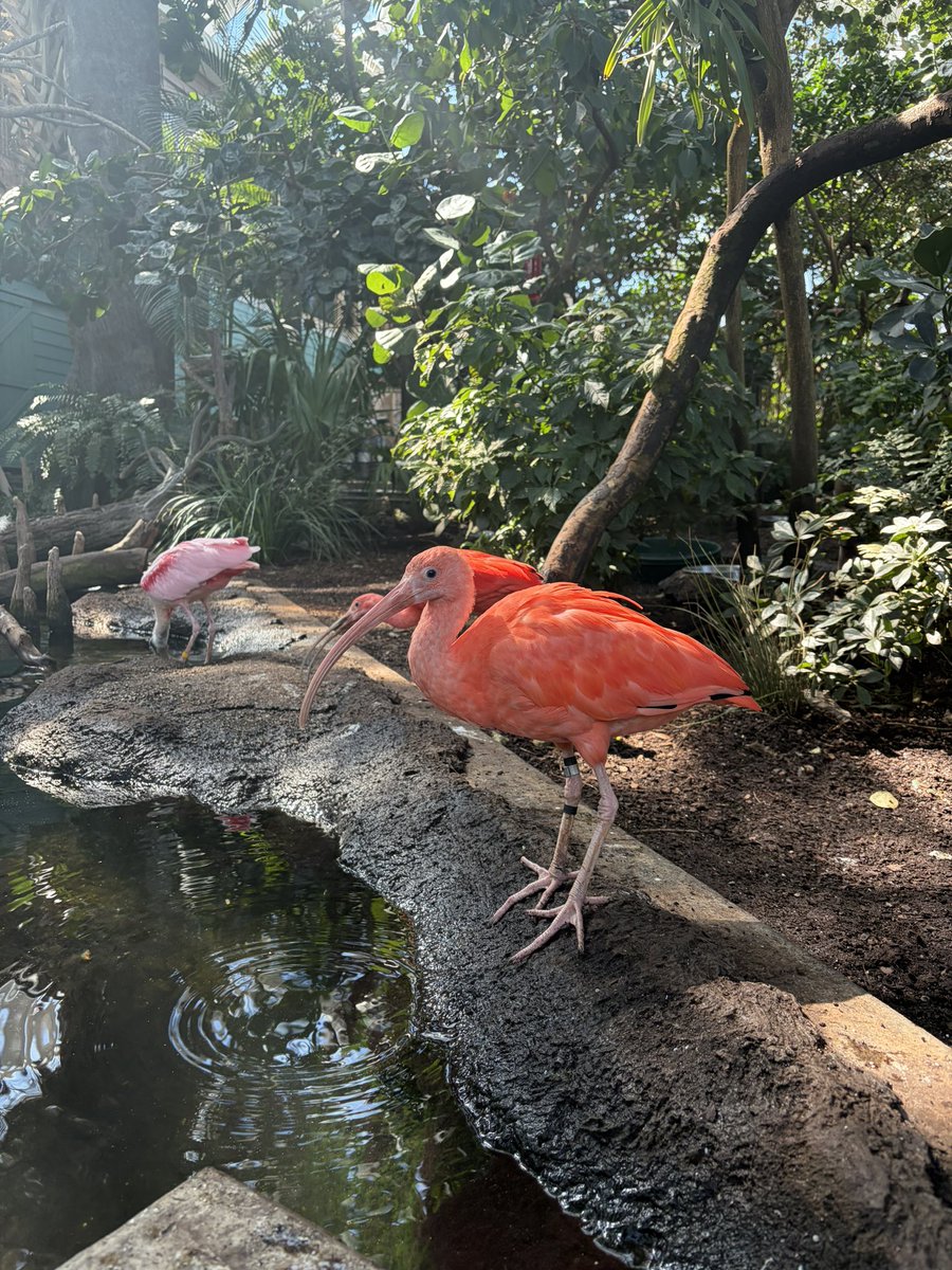 dr pepper lover tweet media