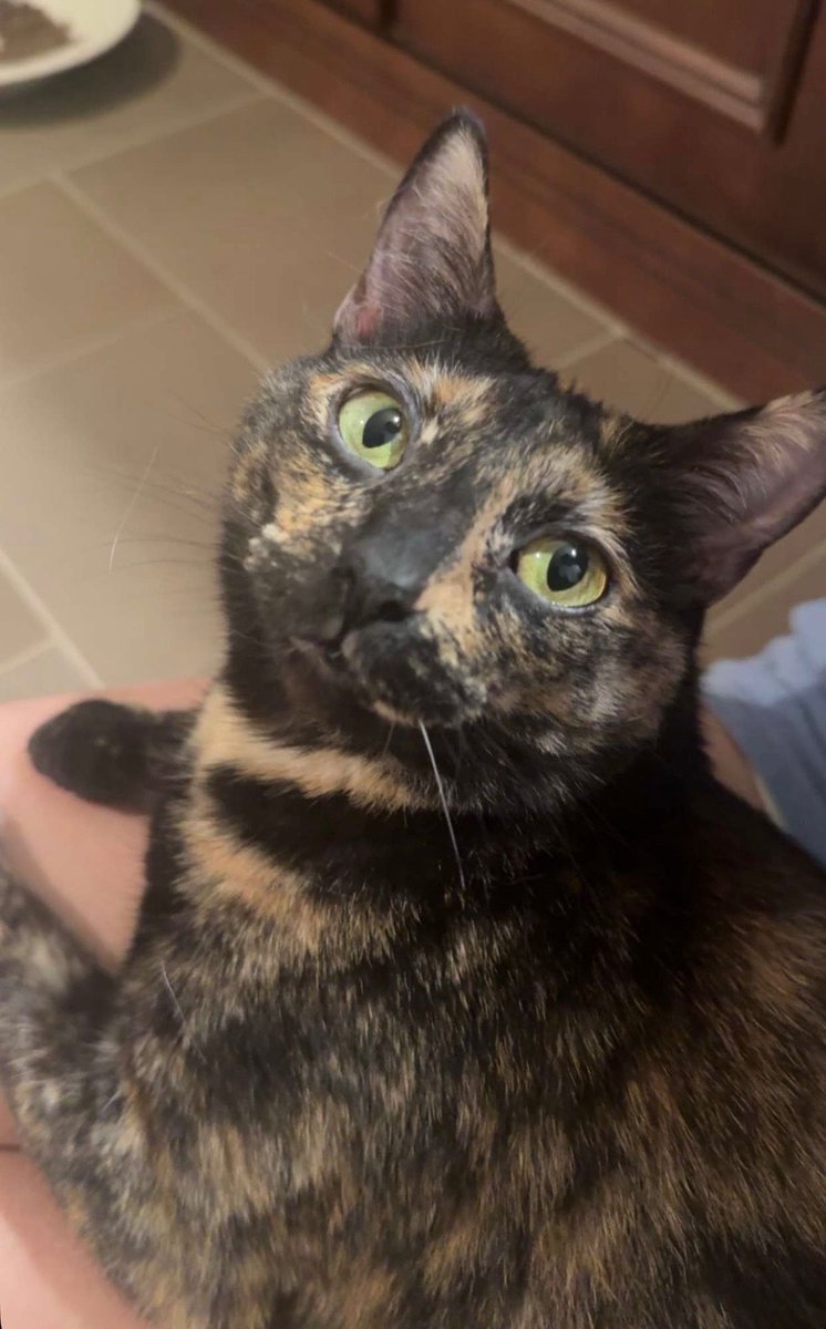 ClayStafford's tweet image. Hazel. She’s such a perfect cat, 10,000 years ago in Egypt they would have built her a pyramid.

#cat #cats #catsofinstagram #pets #family