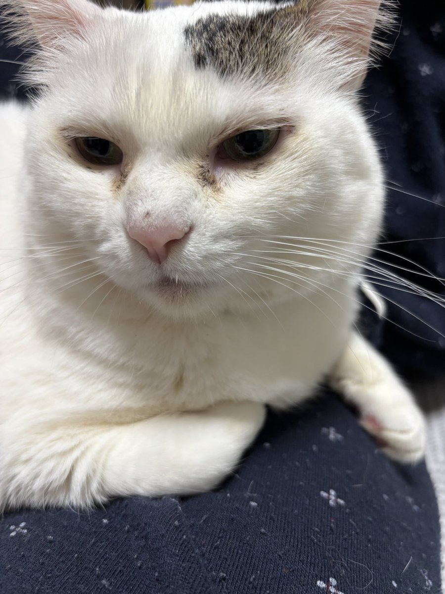 💙🧡ムーミン🇯🇵🧡💙 (@moominsnif0331) / Posts / X