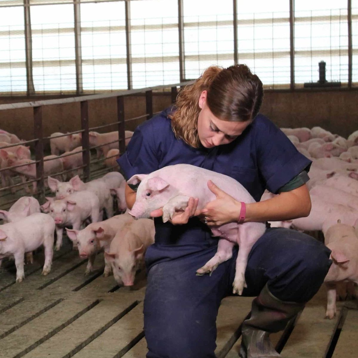 World Pork Expo tweet media