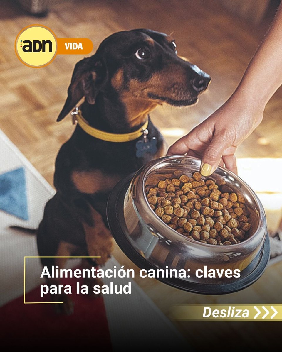 ADNMedellin's tweet photo. La hora de la comida de tu perro no es al azar 🐶⏰ Una rutina clara puede marcar la diferencia en su energía, digestión y hasta en su ansiedad. #BienestarAnimal #ADNvida

📍Conoce más en https://t.co/IoeR9FKSvW https://t.co/WWLN5EInwG