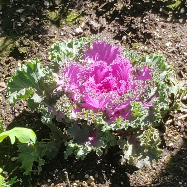 Ornamental Kale 
These plants are prized for their compact rosettes in white, pink, and purple. 
Grows best in full sun during the cooler months.