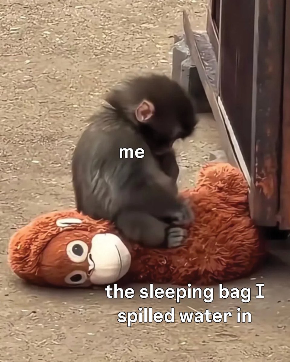 Bonnaroo tweet media