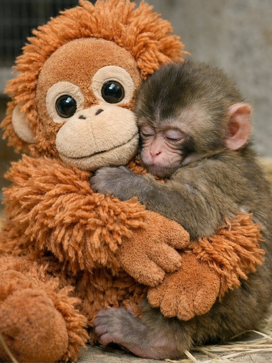 A veces tan sólo necesitamos un abrazo que nos quite el miedo, que nos cure la soledad, que nos remiende los daños...

Esta foto es lo más bonito que he visto hoy ❤️