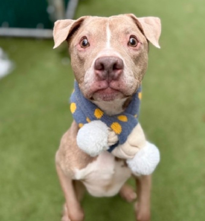 Papo Korn 247612
Listed TBK 2/26
#NYCACC #RescueOnly 
He is a cute 7 yr old
Has heart murmur, otitis externa and is Underweight 🚑
Receptive to treats 
Help save Papo Korn!
nycacc.app/browse/247612
#Pledge4Rescue #foster #adopt