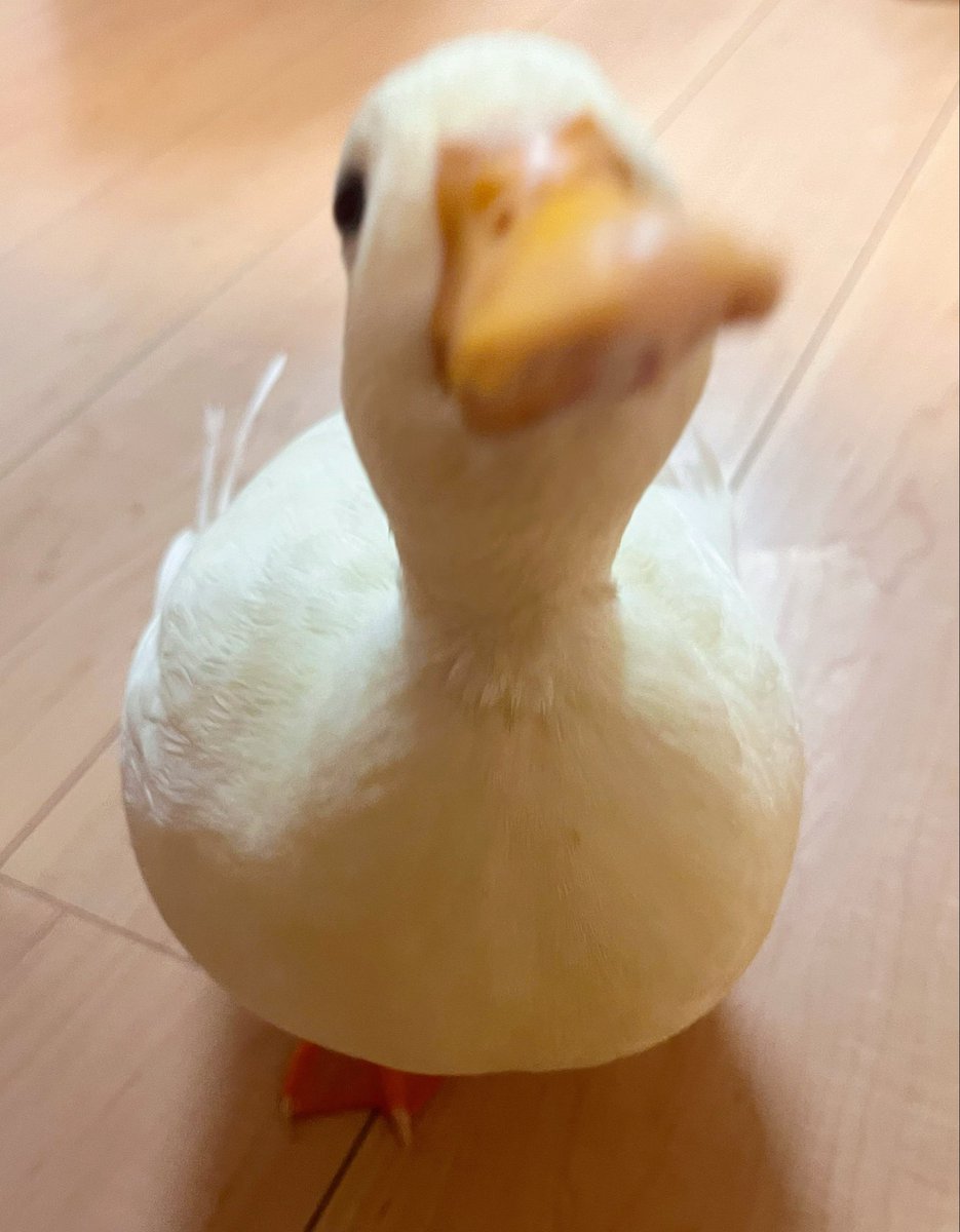 早い早すぎる！