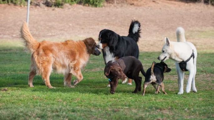 AnimalsHealthy tweet media