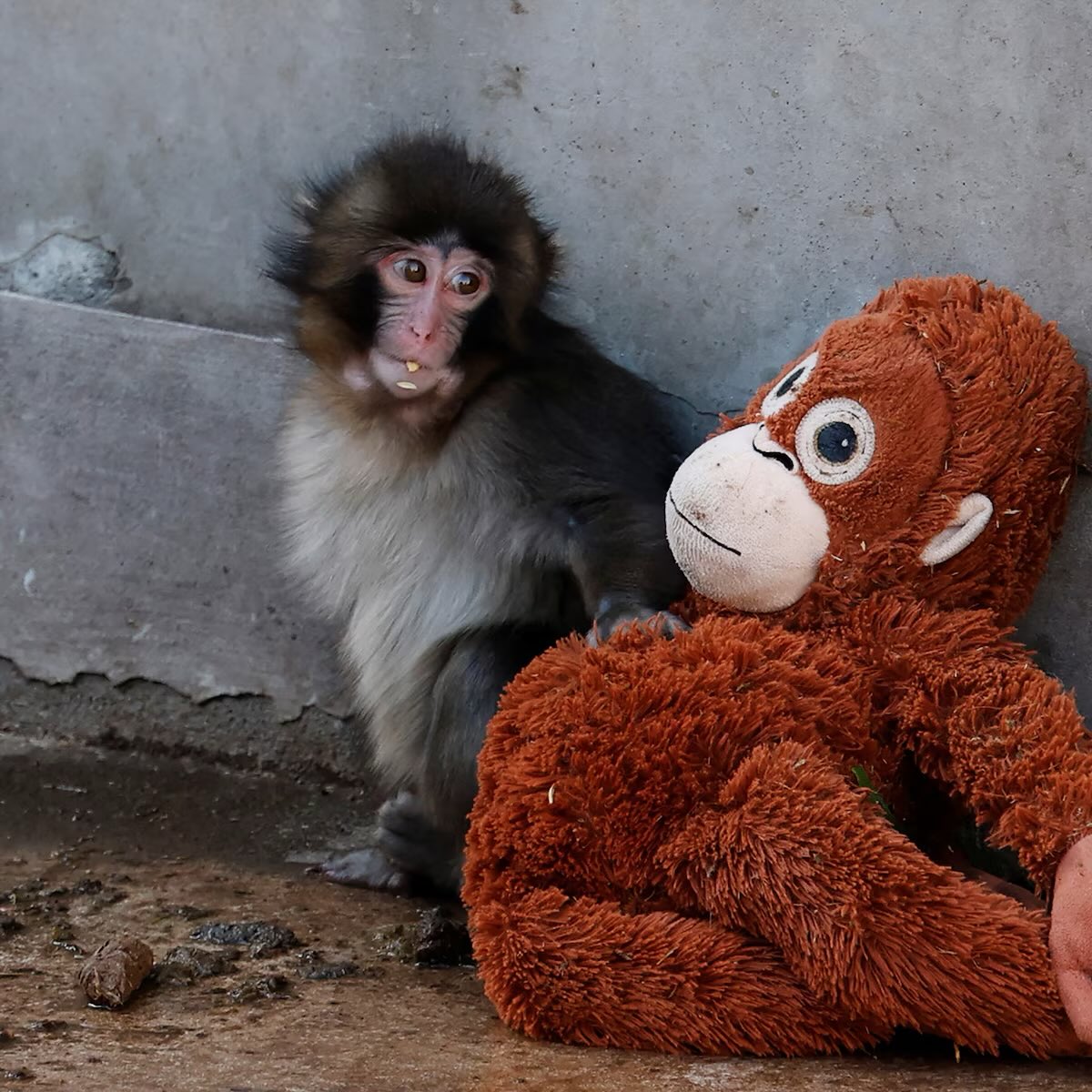 FerCuevasMur's tweet photo. Este monito obtuvo la empatía mundial que no obtuvieron los 60 mil niños asesinados en Gaza en estos últimos 700 días y estos jóvenes causaron mas indignación que los que bombardearon la franja. https://t.co/eVEofkwnMg