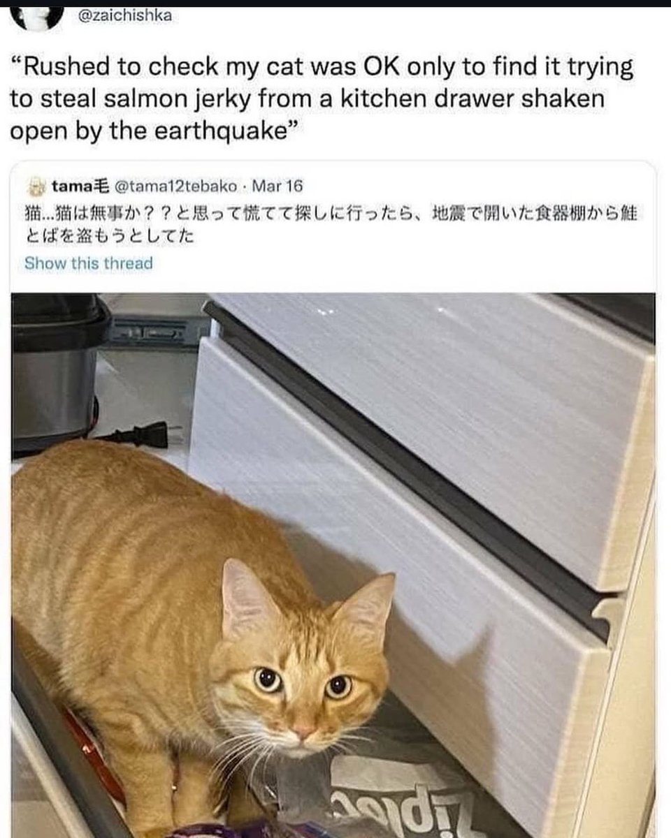 Punch Cat (@punchingcat) on Twitter photo 