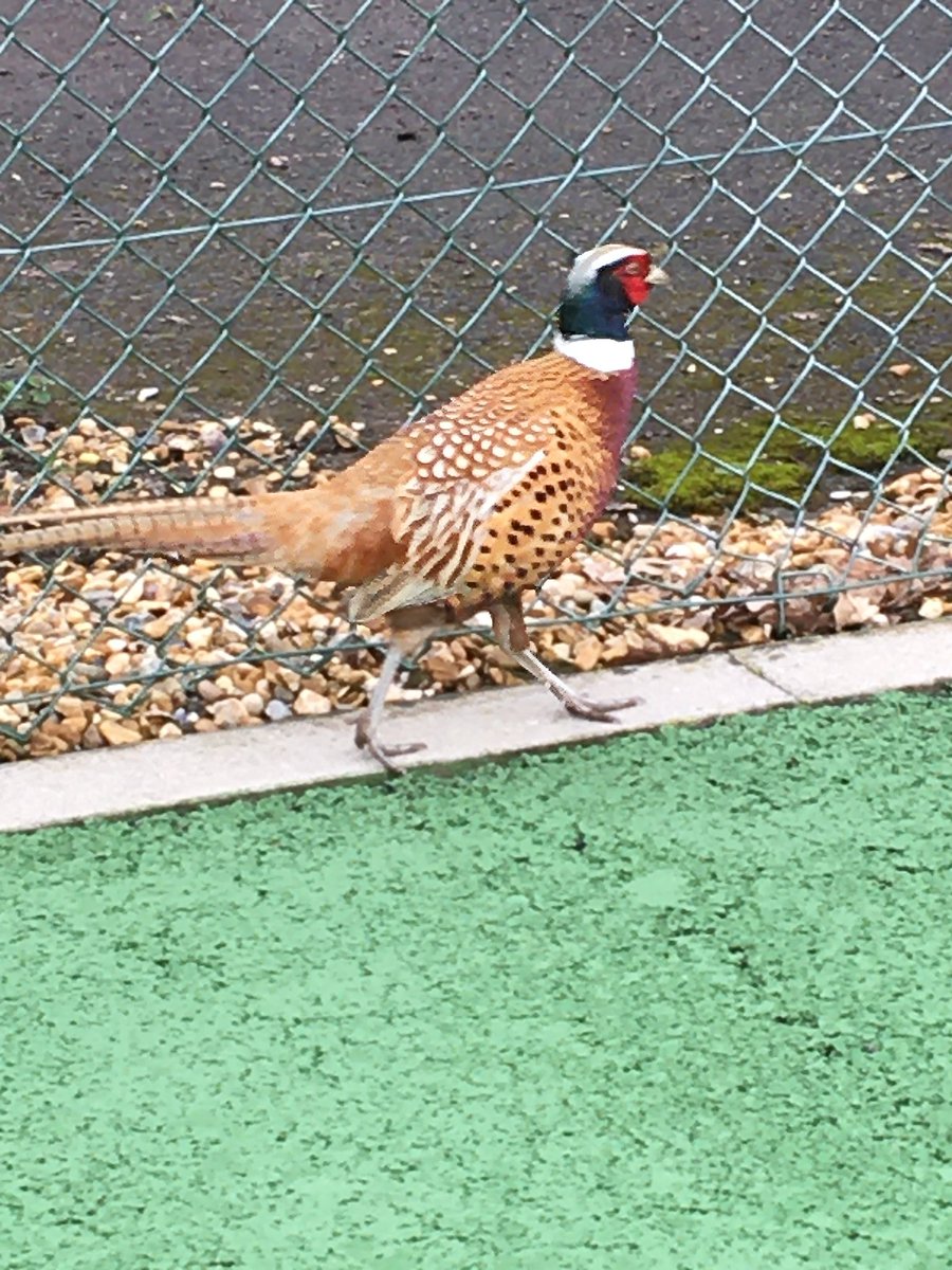WorplesdonTC's tweet photo. A visitor eager to join our tennis club! https://t.co/Le4HHcDMar