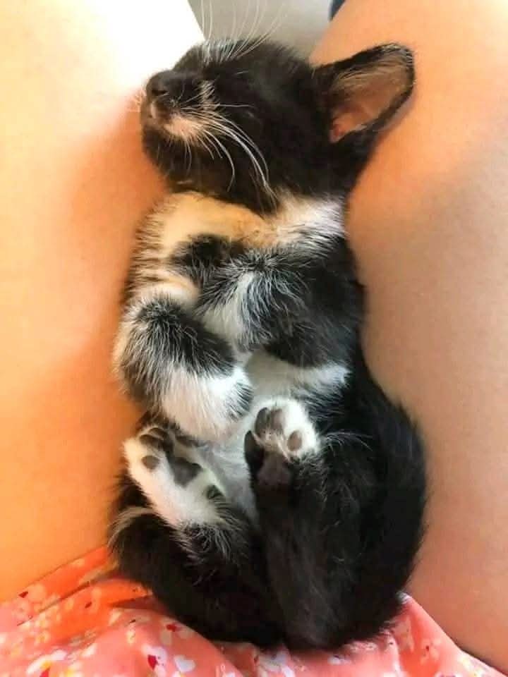 Arthur Collins tweet media