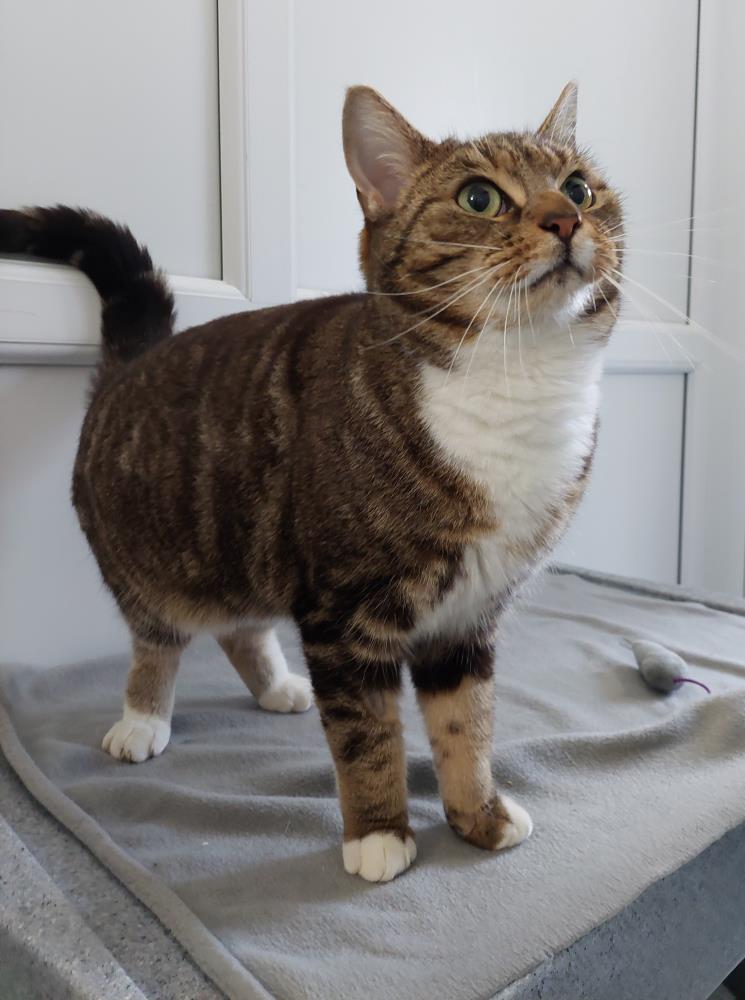 HOME WANTED: 3-year old Bow is a huge fan of chin tickles and loves to play.
Does it sound like she could be at home in your home?

#adoptdontshop