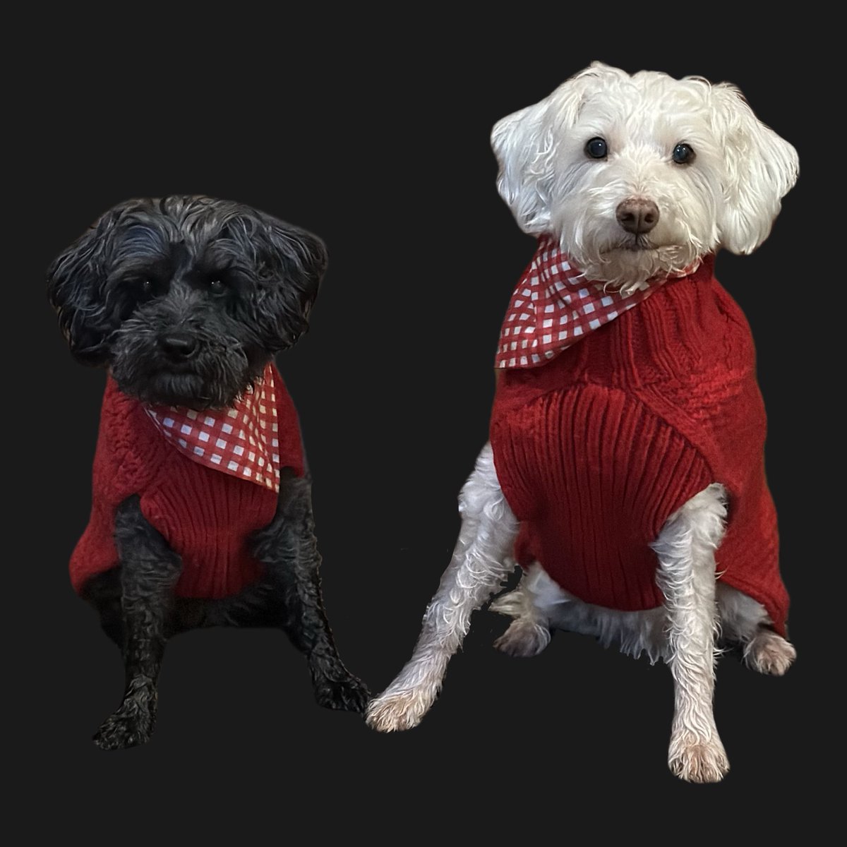 WhidbeyGypsy's tweet photo. @OakleyandKrissy @cloe_the_bear @MikeRotunno67 @MaineGolden @annielynnshea @HeatherPrunkl @slpallen @albers75 @Rescue_Forrest @flatcoatsx3 OMD. We are the party Zee Girls!! We are so in! Plus, we’ve had no snow yet!! We’ll bring smoked salmon from the Pacific Northwest!! It’s yummy!! #PartyTimes https://t.co/DeBaq6qWCl