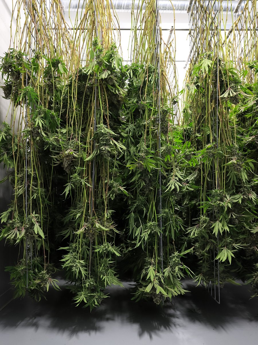 Sweetgrass Cannabis tweet media