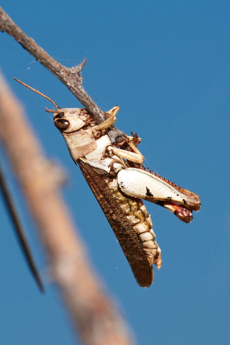 bownaankamal's tweet photo. Clinging to the edge of the wild | 🦗 Grasshopper | Yercaud | India

Photo by @bownaankamal
.
.

#MacroPhotography #InsectLife #NatureDetails #WildMoments #Grasshopper https://t.co/t8bTn5PI8g