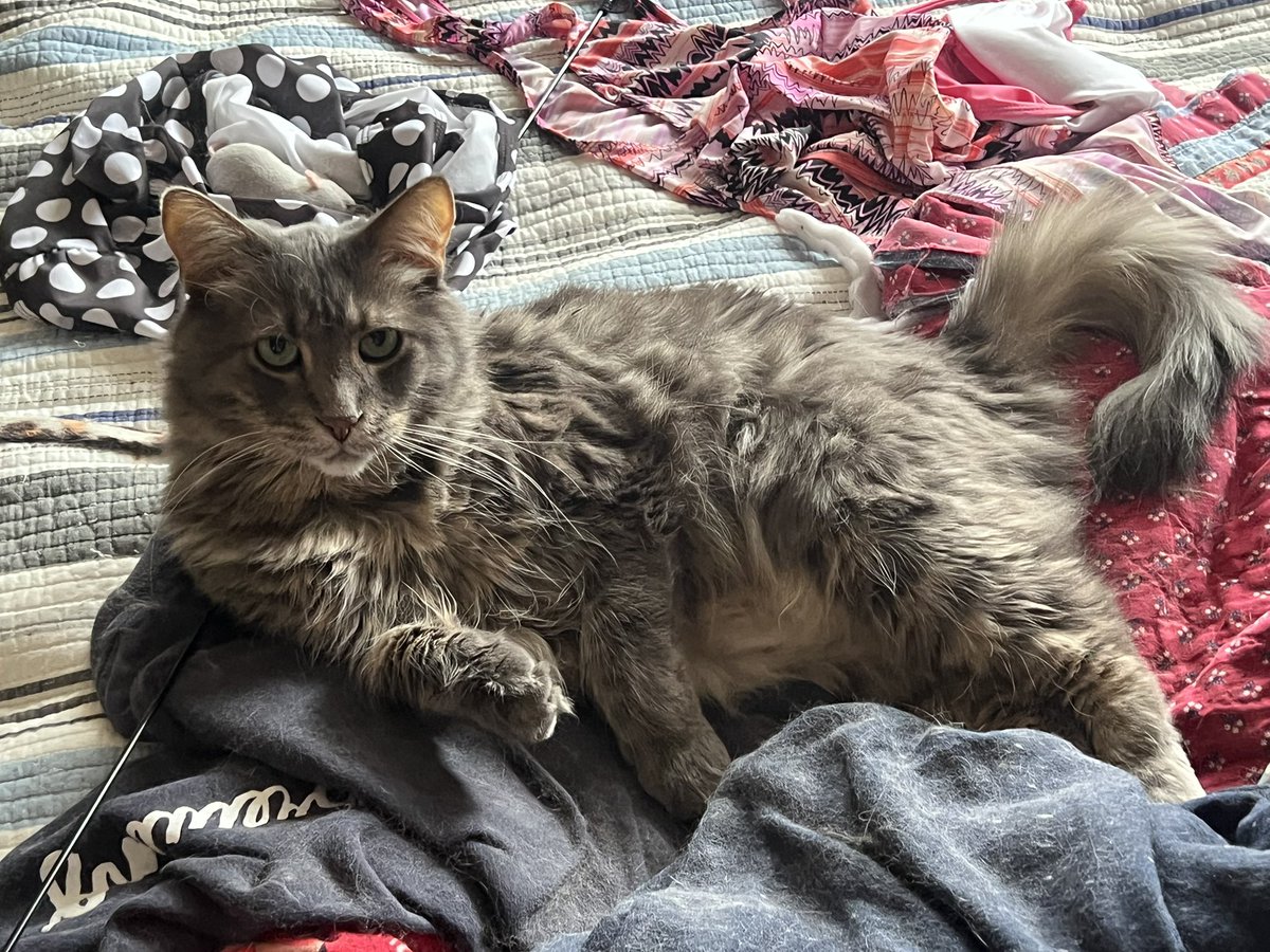 Dr. Sport Pepper The Cat tweet media