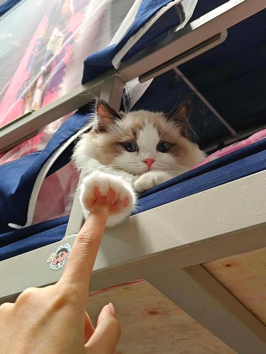 smol silly cat (@catsillyness) on Twitter photo 