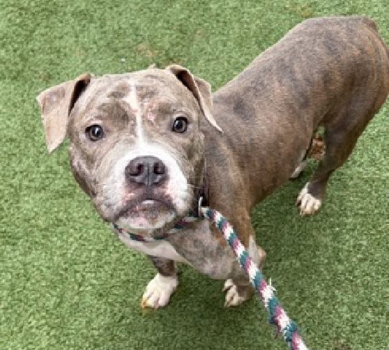 Day 19 
The cone of shame is removed 

Gentle little girl is NOT getting enough love 
Ivy 🥰

#AdoptMe