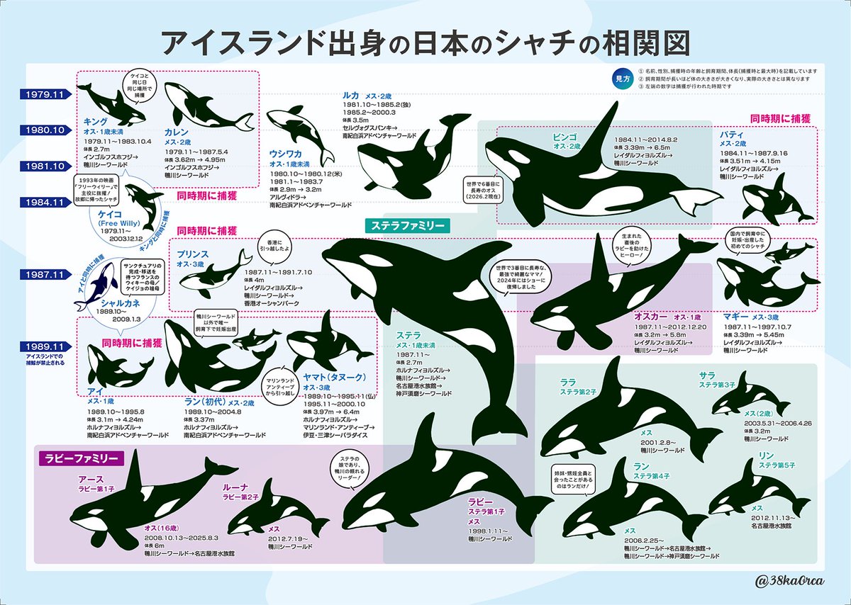 想い出のオルカ tweet media