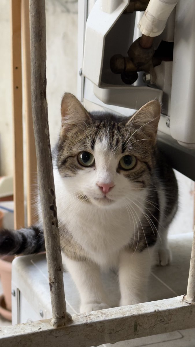 Dükkanın arka penceresindeki çiçeklerimiz