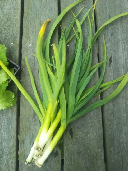 トラウミ tweet media