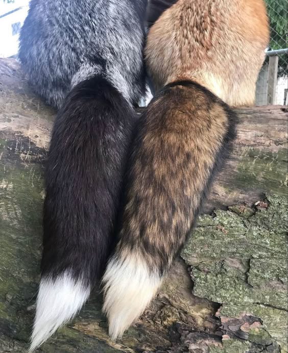 Two fluffy tails, one perfect moment