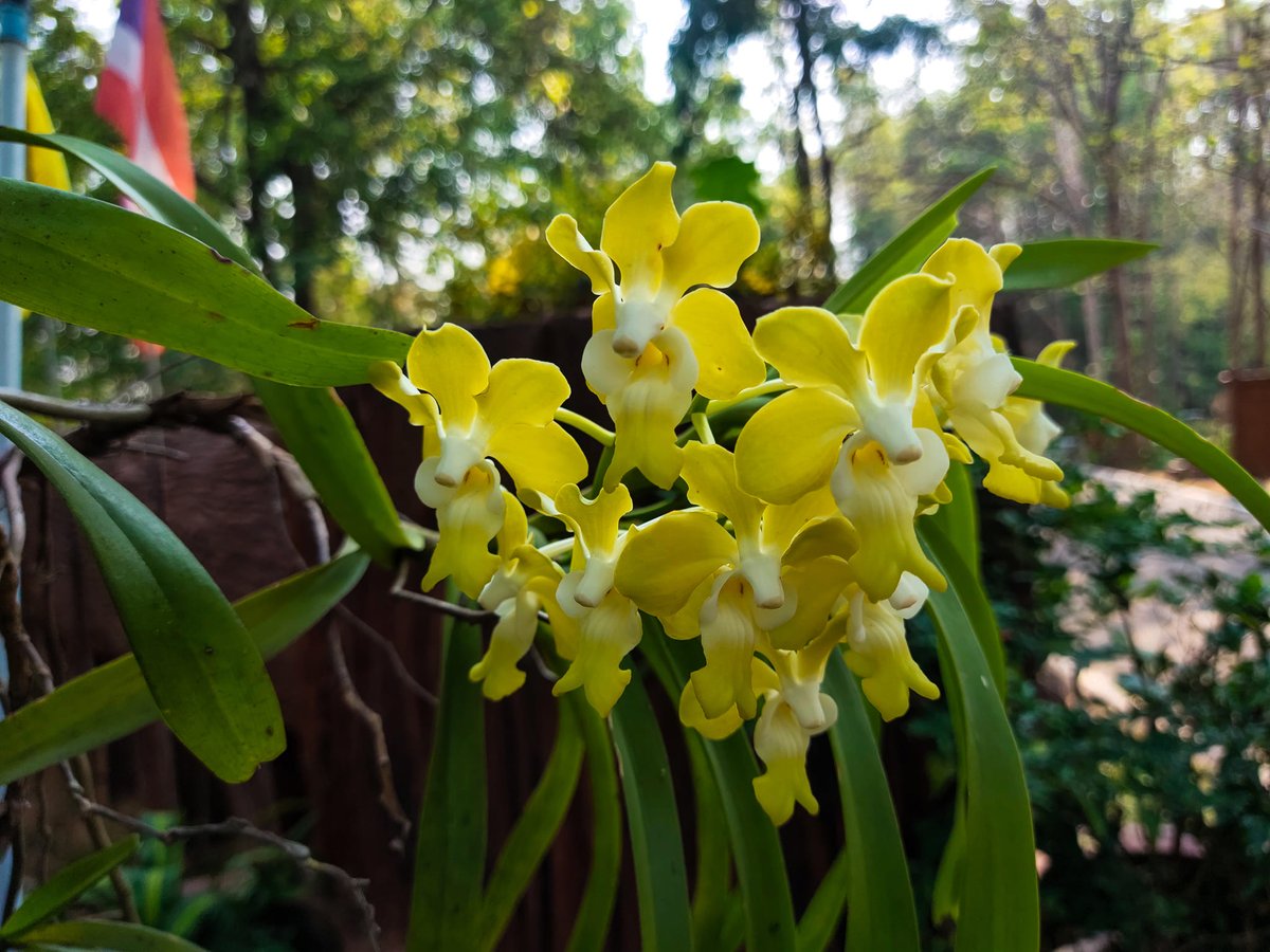 รู้จัก “สามปอยขุนตาน” กล้วยไม้สีเหลืองครีม ขอบกลีบบิดเป็นคลื่นสวยงาม 🌼 พบครั้งแรกในพม่าเมื่อปี 1869 ชื่อตั้งเพื่อเป็นเกียรติแก่ William C. Dennison นักพฤกษศาสตร์ชาวอังกฤษ 🇬🇧
​📍 ในไทยพบได้ที่ อุทยานแห่งชาติดอยขุนตาล
​#สามปอยขุนตาน #กล้วยไม้ #ดอยขุนตาล