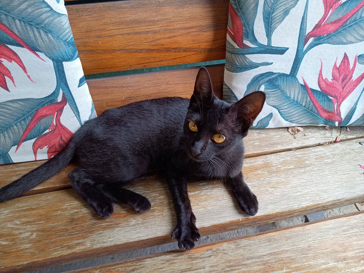 UA| Lemon tweet media