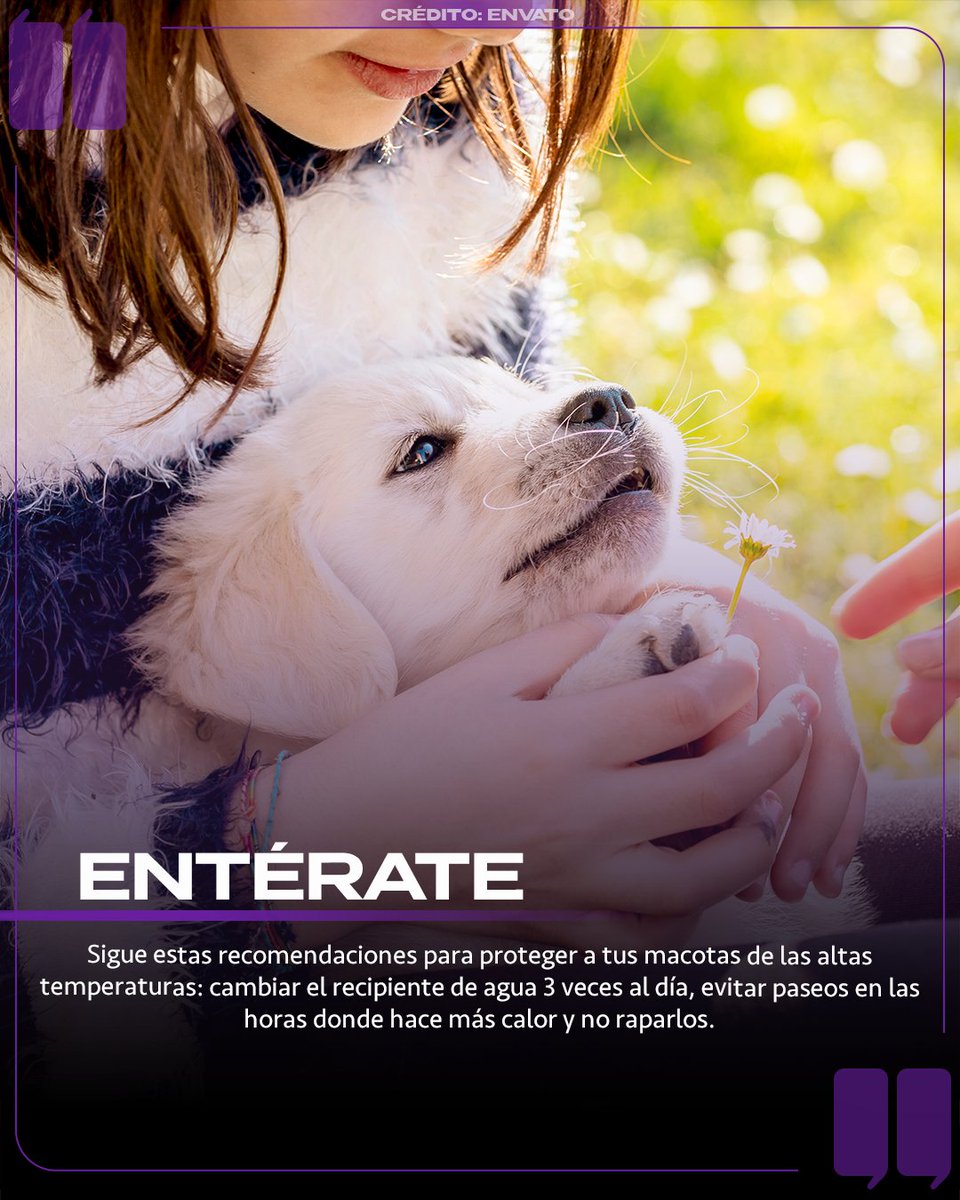 #Entérate | 🐶🌡️ Cuidar a las mascotas durante la temporada de calor es fundamental para prevenir golpes de calor, deshidratación, quemaduras en las almohadillas y enfermedades. 🐾💧