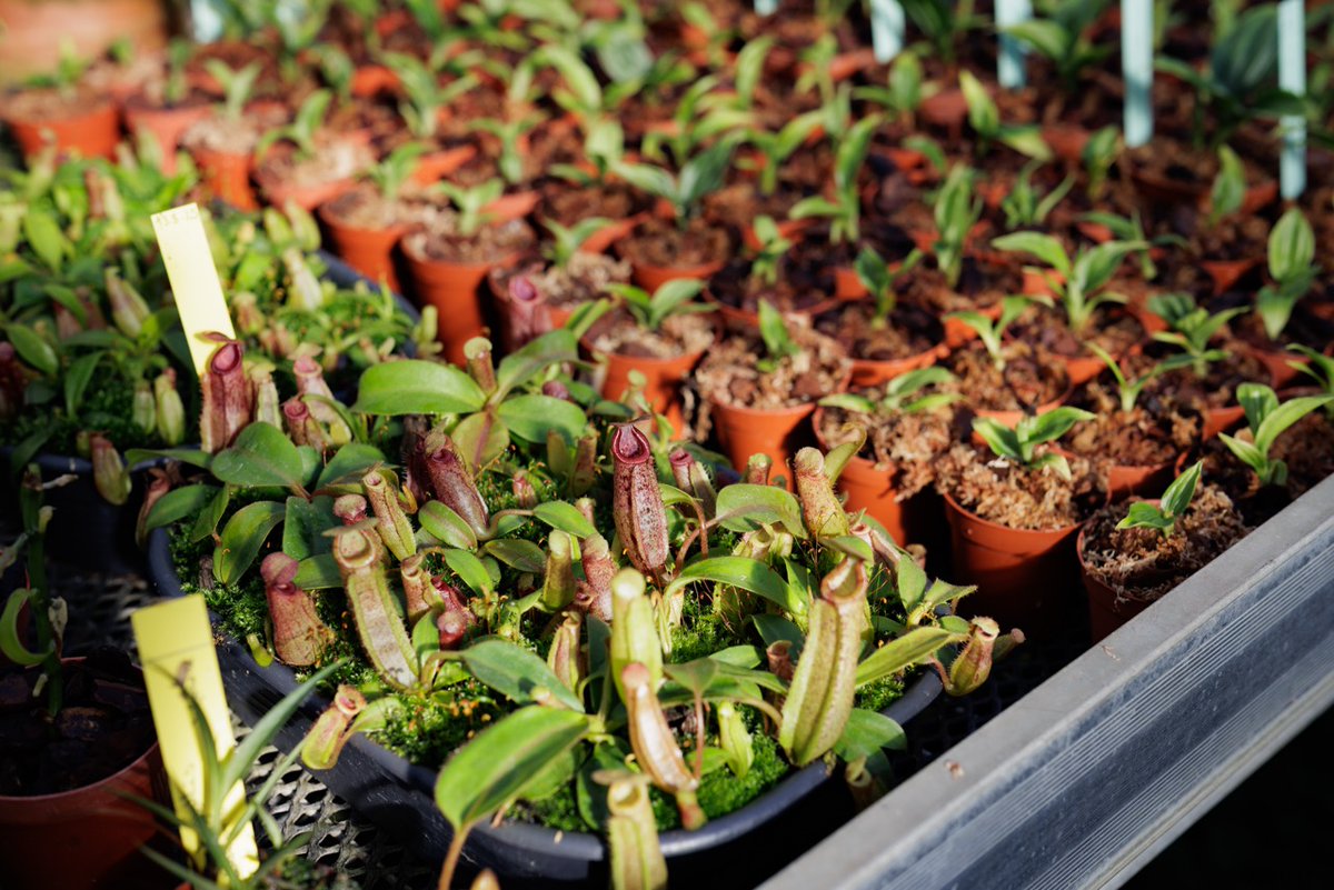 JardinLuco's tweet photo. Ces plantes sont impressionnantes… mais elles sont surtout très utiles  🌿

Dans les serres aux orchidées, les plantes dites “carnivores” participent à la lutte biologique en aidant à réguler les insectes nuisibles, notamment le papillon Chrysodeixis chalcites dont les larves s’attaquent aux cultures.
