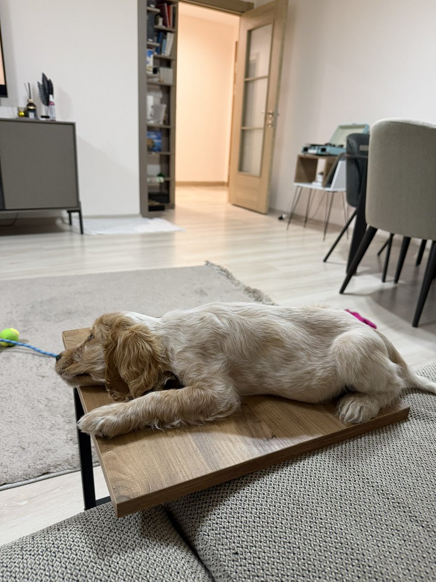 Uyuyacak başka yer kalmadı çünkü değil mi kızım?