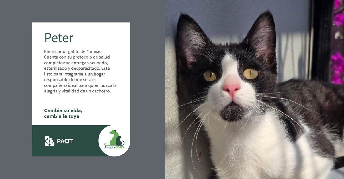 Soy Peter y soy un pequeño gatito lleno de amor.
Te acompañaré y llenaré de mimos todos los días. Busco un hogar donde pueda crecer rodeado de  cariño y cuidados. 
✴️Datos de adopción👇 
📧  gatitosasalvo@yahoo.com 
➡️ Telegram 5554384892
<a href="/gatitosasalvo/">🐾🐾Gatitos a salvo🐾🐾</a>