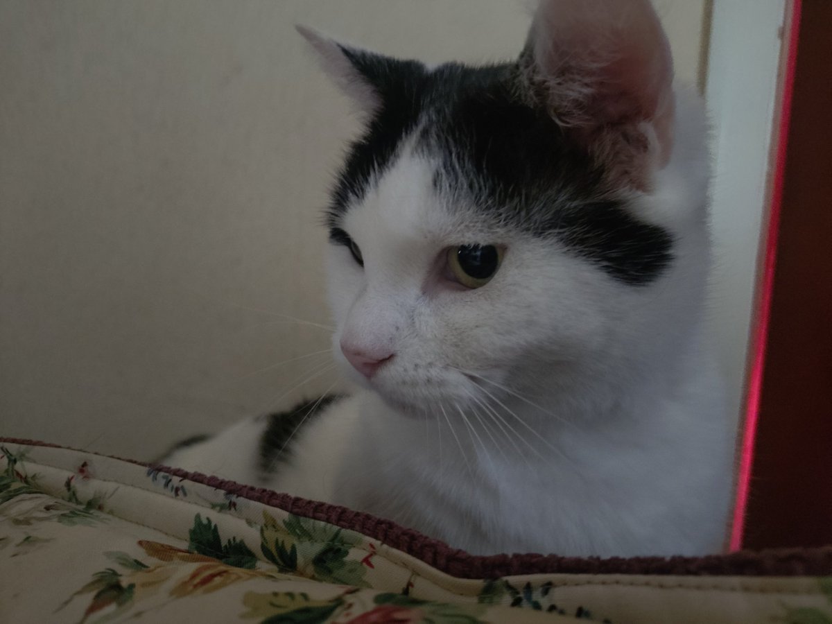 #TamTuesday 
#CatsOfTwitter
#CatsOfX