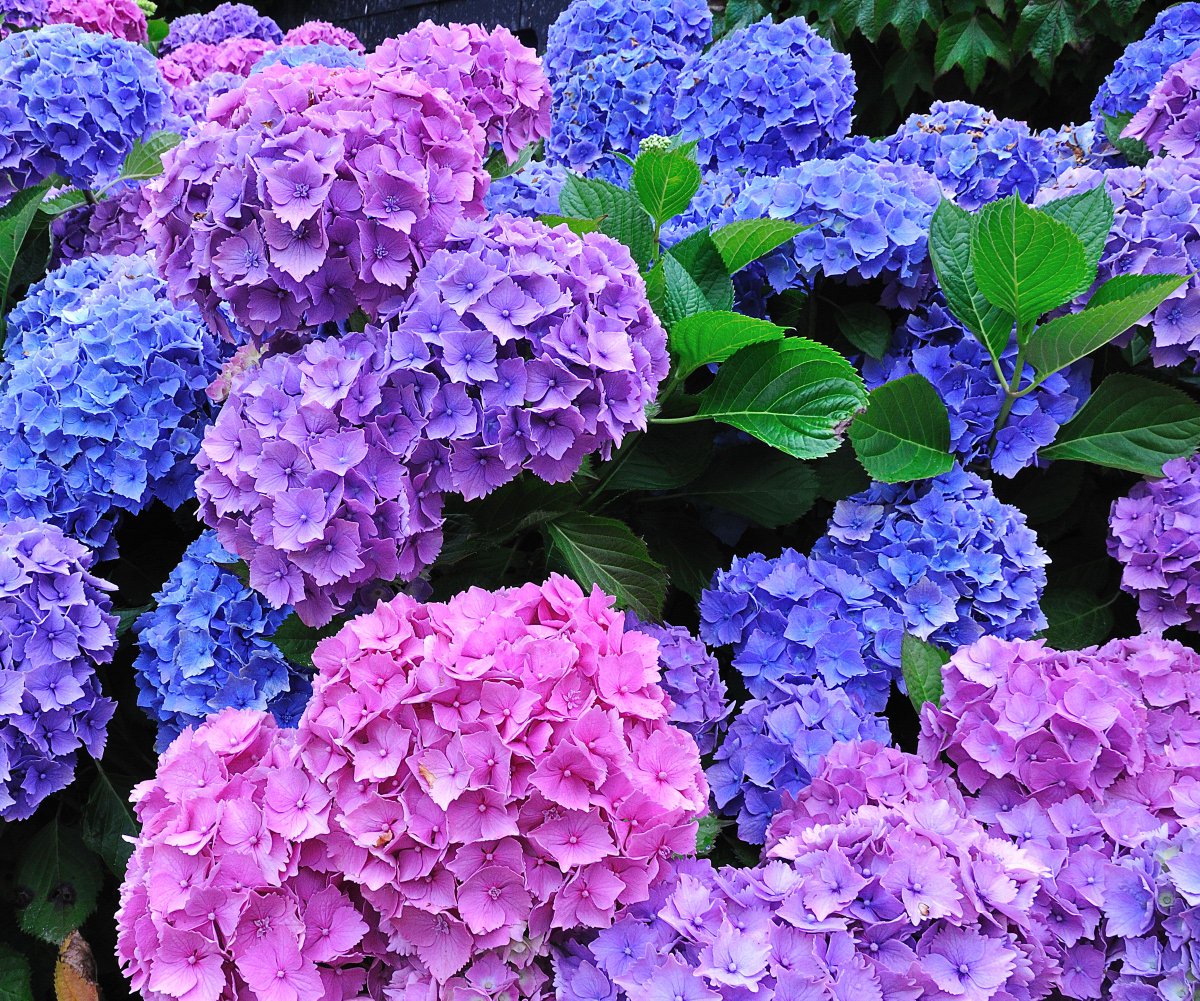 The Simple February Soil Fix That Can Change Your Hydrangea Color for Summer 
gardeningknowhow.com/ornamental/hyd…