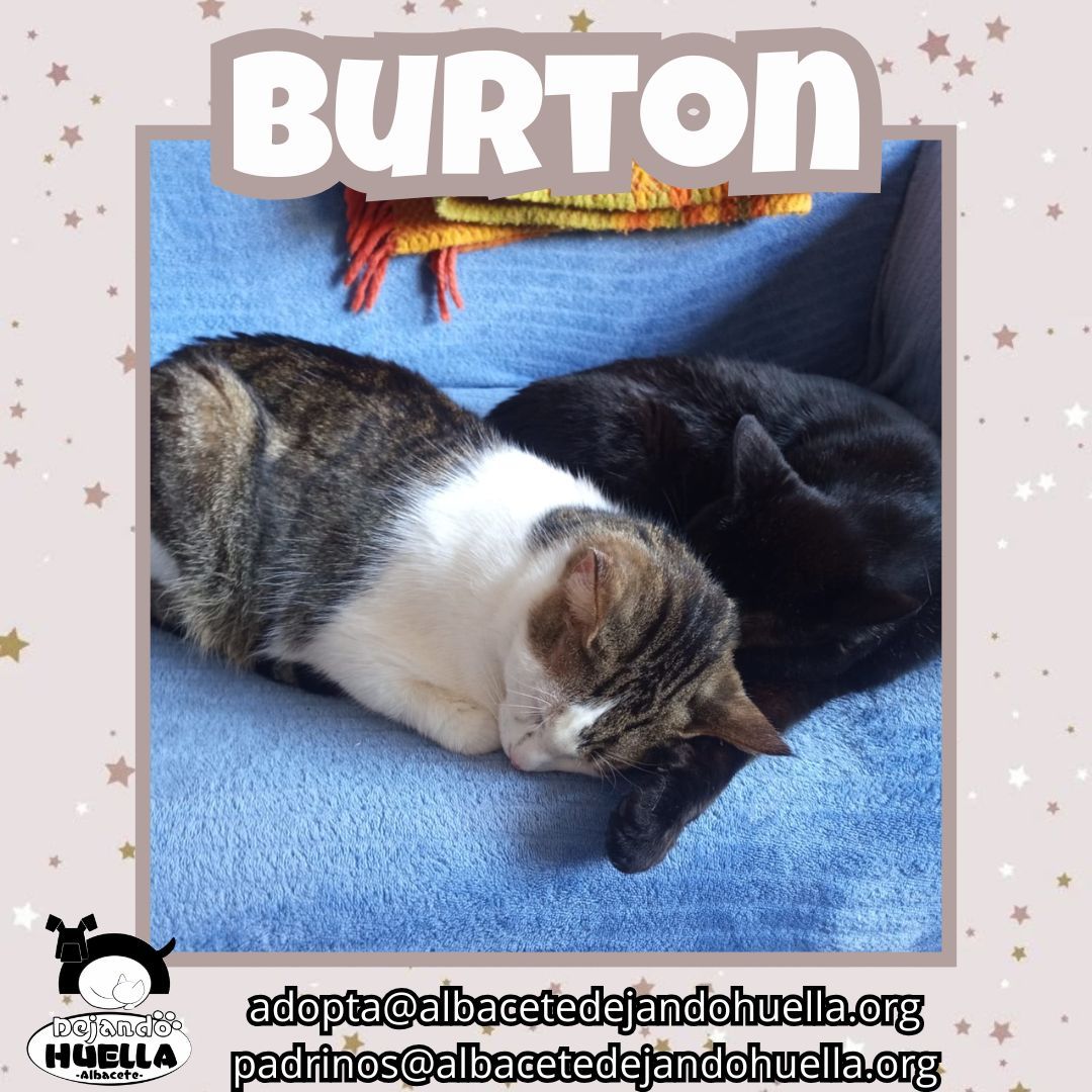 Burton duerme pegadito a su amigo, porque lo suyo es estar acompañado.
Le da igual si es gato o humano… mientras haya cariño, él es feliz 🐾💞.
📩 adopta@albacetedejandohuella.org 
📩 padrinos@albacetedejandohuella.org