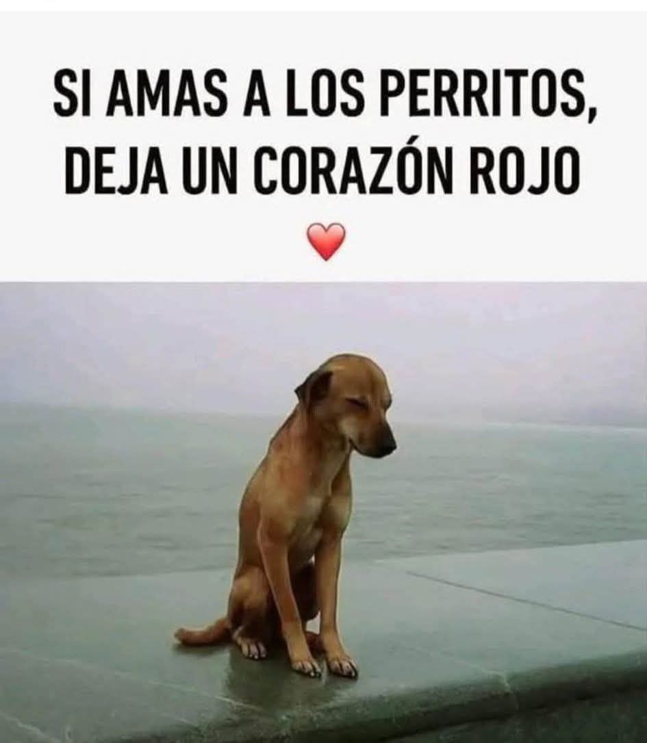 Ani Belén tweet media