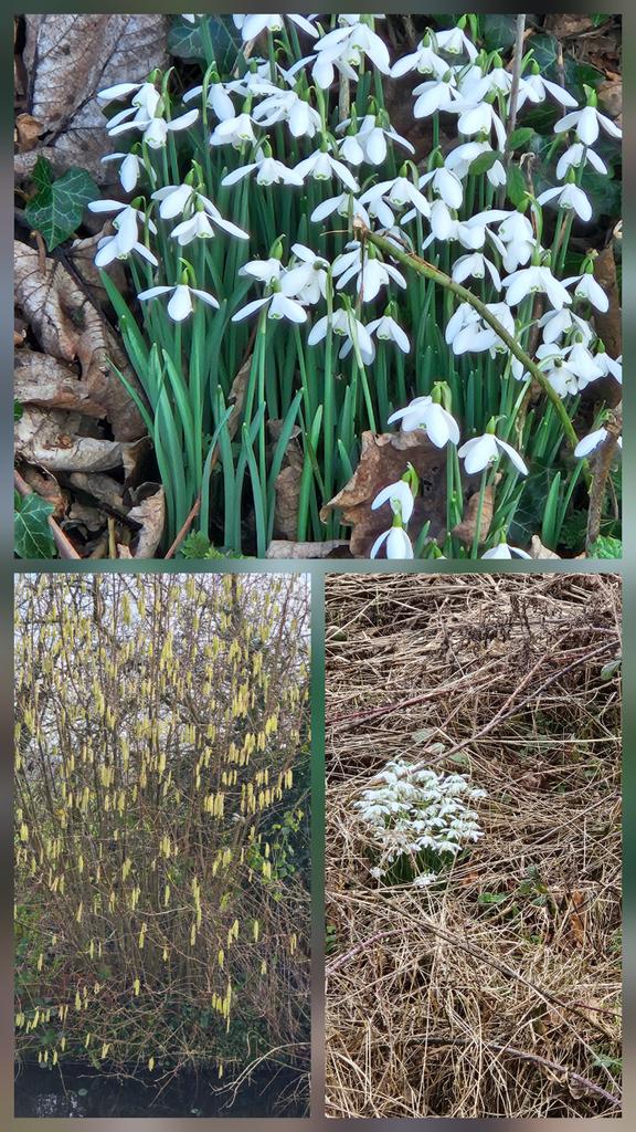 #BoatingMondays. Excelled ourselves this week - travelled 10.5 miles from Ellesmere to Frankton twice &amp; then down onto the #MontgomeryCanal. Signs of #Spring &amp; heard some lambs making a right racket!! #BearsAfloat #electricboats #ortomader #boatsthattweet