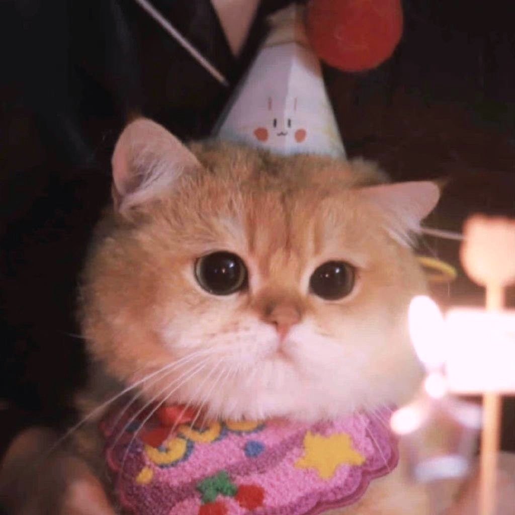 cummosquito's tweet photo. ello, it’s my birthday if you even care https://t.co/H2F6TVdmJi
