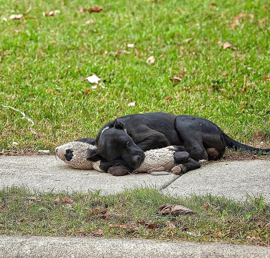 Dog tries to bring family’s deceased child back with his toy. For years, a young couple’s only child was their loyal black dog. Then, after decades together, they finally welcomed a baby boy into their home. From the very first night, the baby never slept without his soft bunny