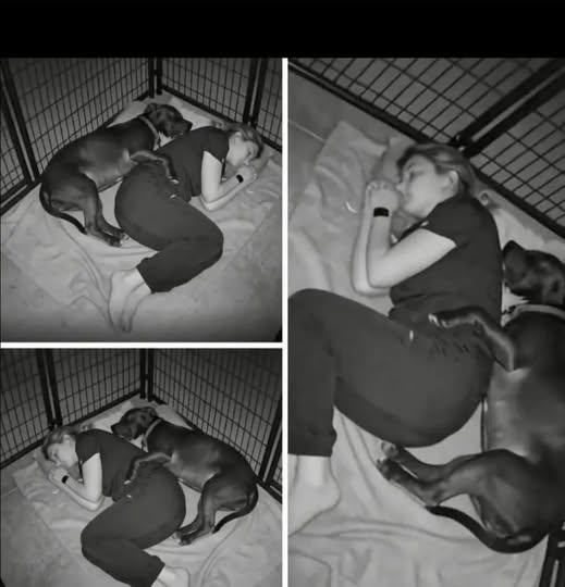 Barınakta yaşayan ve hayatı boyunca istismara maruz kalmış bir köpek olan Barnaby, gece saat 2'de bir veteriner kliniğindeki kafesinde karanlıktan korkuyor ve titriyordu. Gece vardiyasında çalışan veteriner teknisyeni Jessica, Barnaby'nin ağladığını ve sakinleşemediğini fark